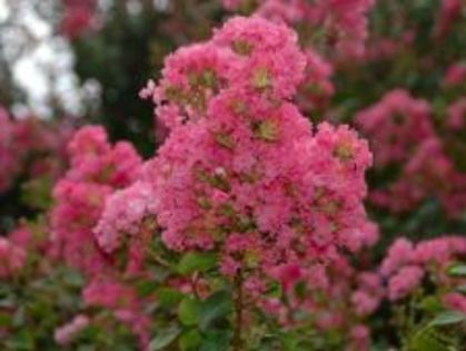 lagerstroemia-indica-liliacul-indian poza net - lagerstroemia indica- 2012