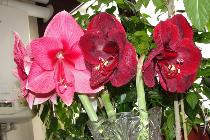  - Amaryllis