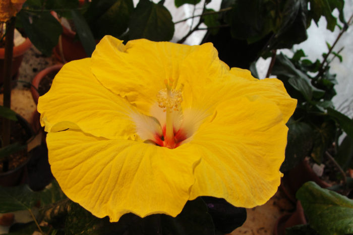 hibiscus Agustin Cordero