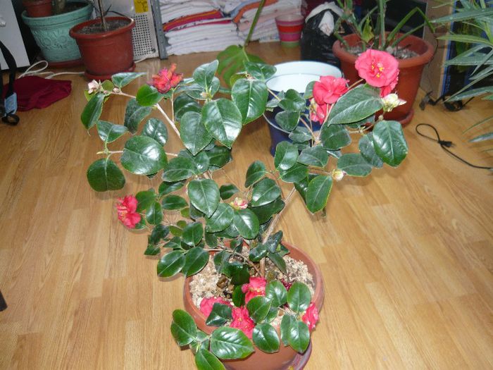 la cererea floraliei