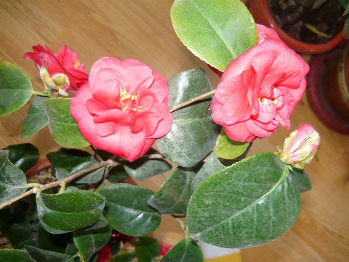 care m-a incantat cu cel putin 20 flori