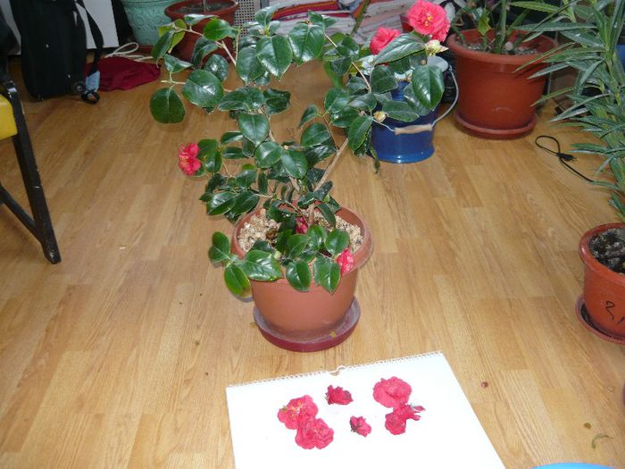 care pe planta, care pe jos...