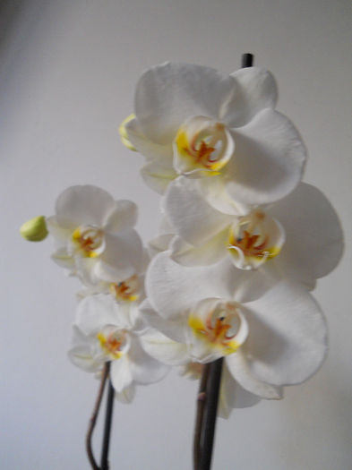 DSCN3549 - reanfloriri phale 2013