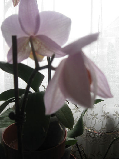 IMG_0013 - Experiment Orhidee