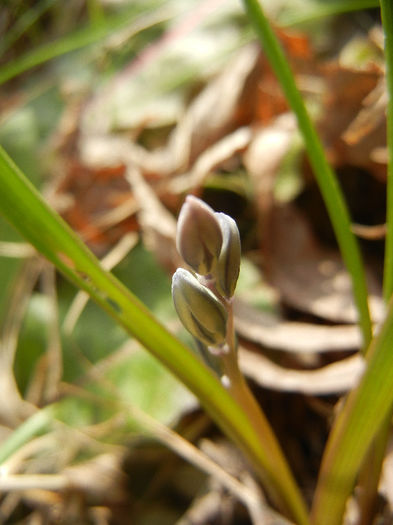 Puschkinia scilloides (2013, March 16)