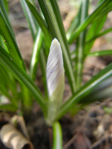 Crocus King of the Striped (2013, Mar.16) - Crocus King of the Striped