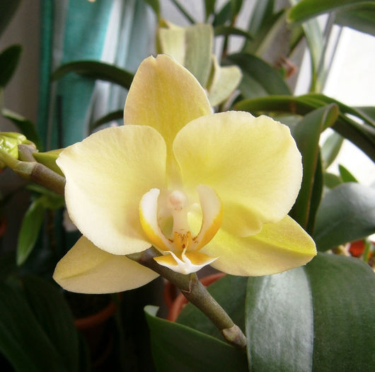 P3170025 - Reinfloriri orhidee 2013
