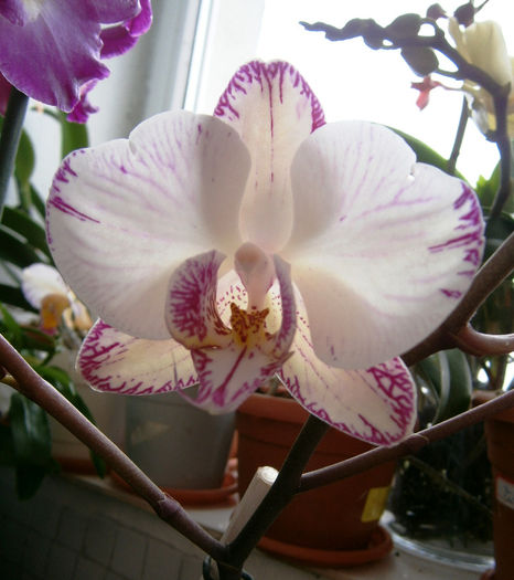 P3170027 - Reinfloriri orhidee 2013