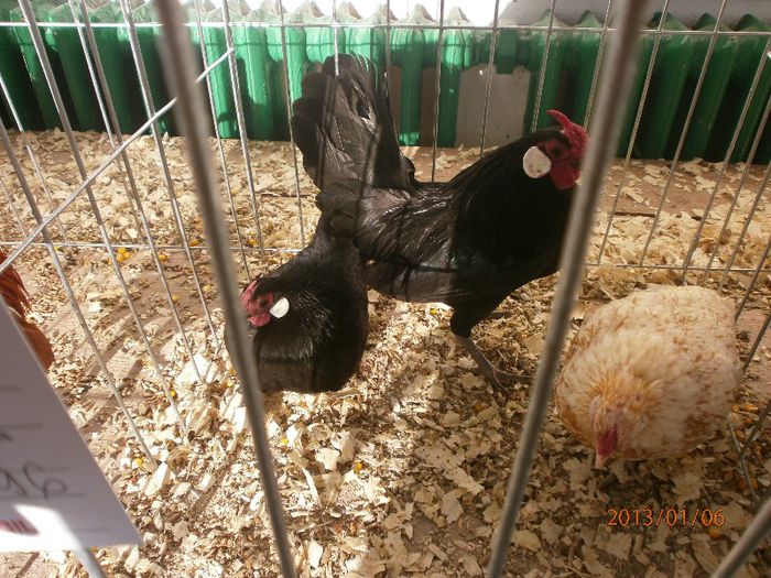 gaina bantam campioana craiova si baia mare; gaina campioana de bantam expozitia nationala craiova 2013 si baia mare 2013 si punctaj 96 la expozitia nationala de la cluj
