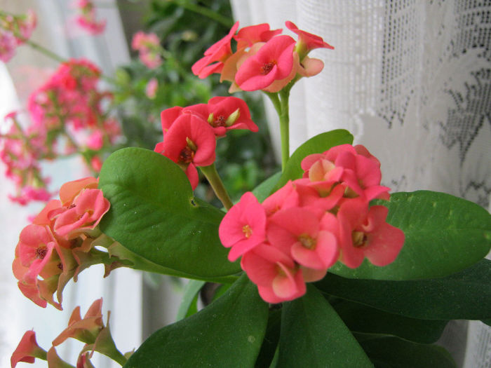 IMG_6006 - Florile mele 1
