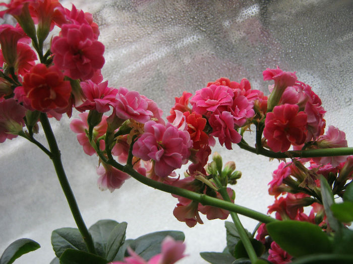 IMG_6028 - Florile mele 1
