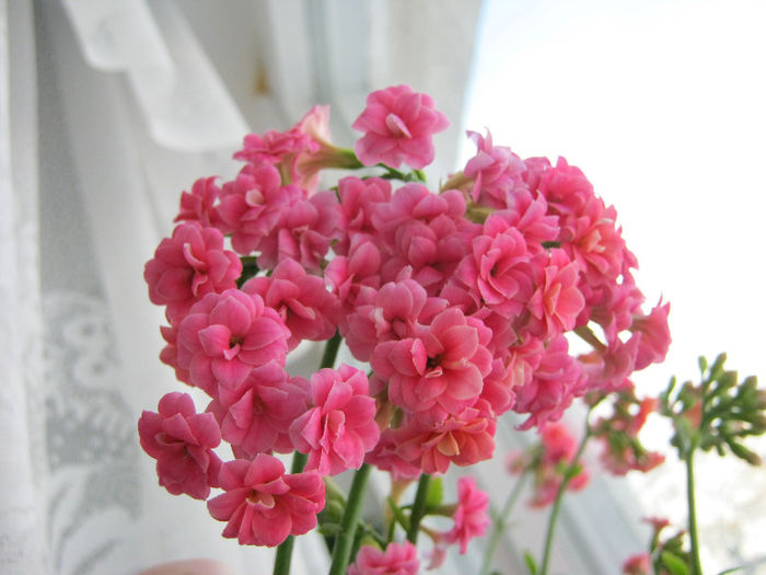 IMG_6029 - Florile mele 1