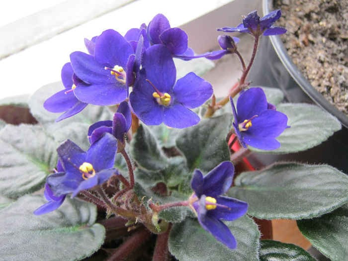 IMG_6285 - Florile mele 1