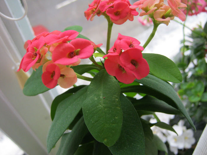 euphorbia milii - Florile mele 1