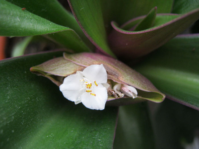 IMG_6307 - Florile mele 1