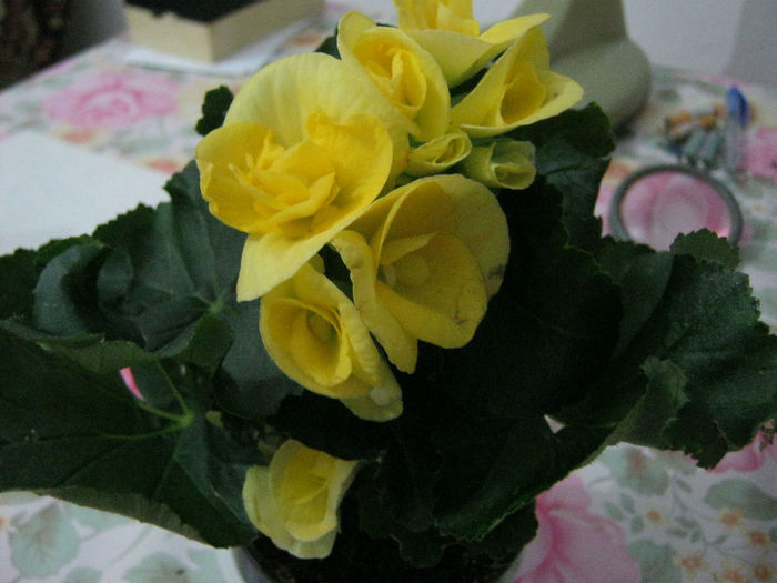 IMG_6406 - Florile mele 1