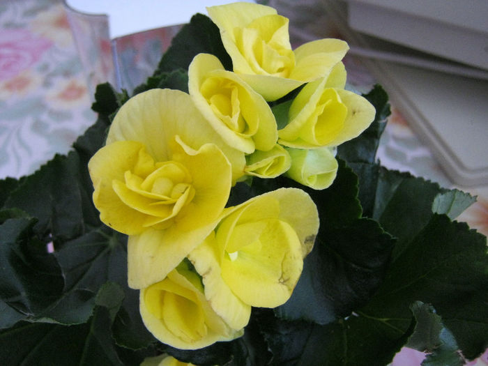 begonie pitica - Florile mele 1