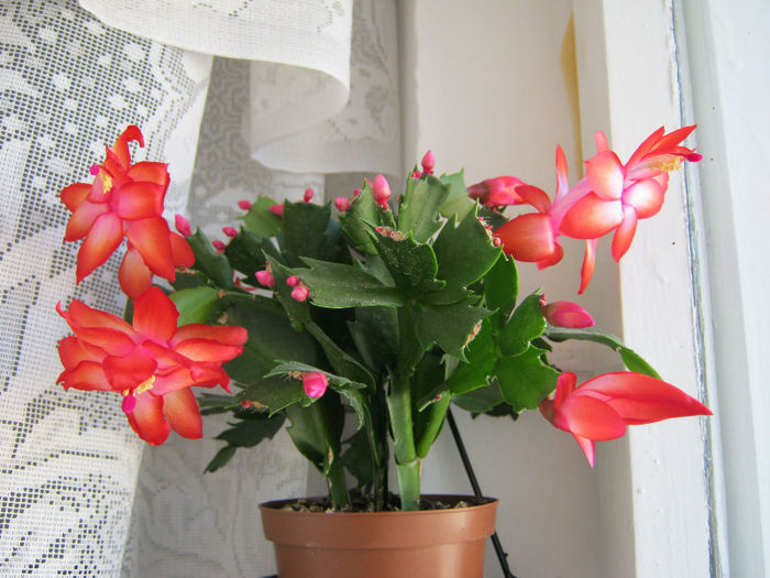 IMG_6413 - Florile mele 1