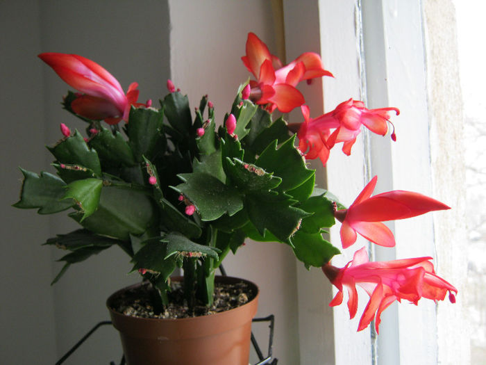 IMG_6575 - Florile mele 1