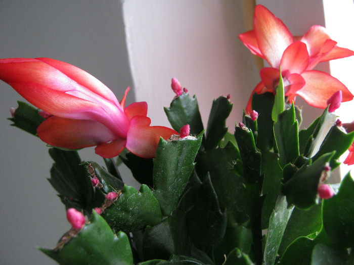 IMG_6576 - Florile mele 1
