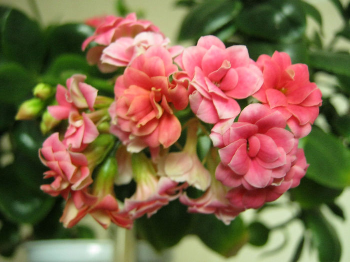 IMG_5986 - KALANCHOE