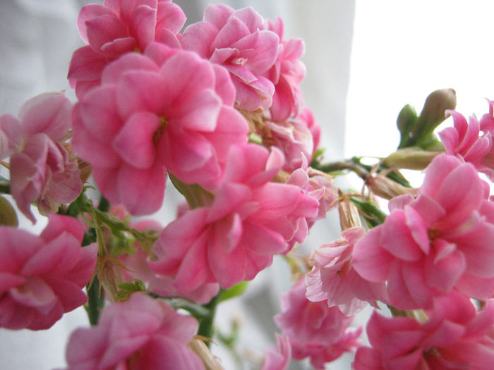 IMG_6035 - KALANCHOE