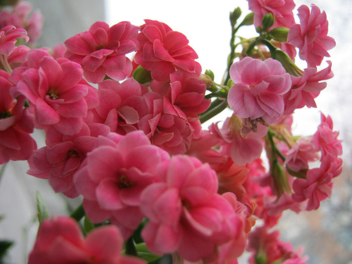 IMG_6037 - KALANCHOE