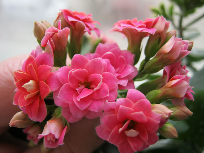 IMG_6144 - KALANCHOE