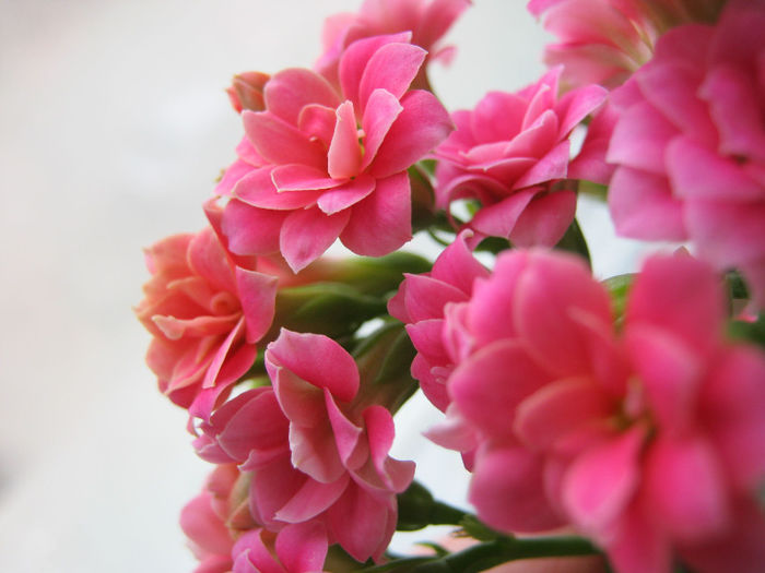 IMG_6145 - KALANCHOE