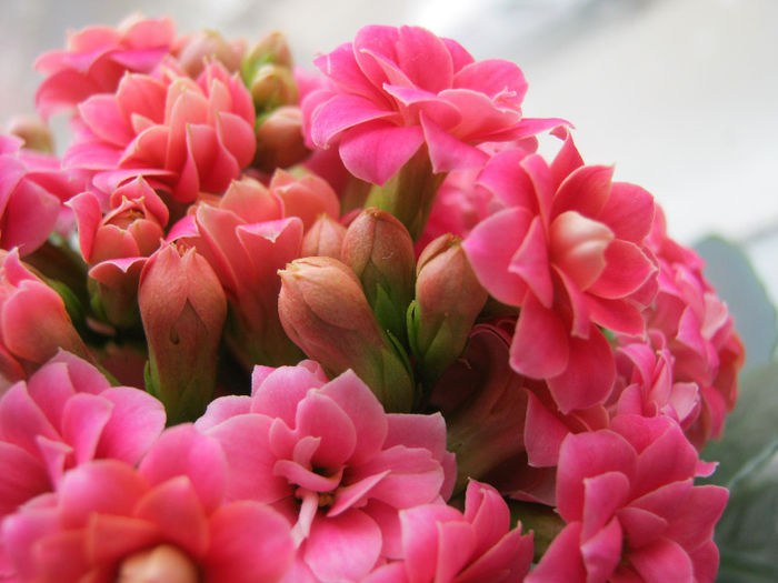 IMG_6152 - KALANCHOE