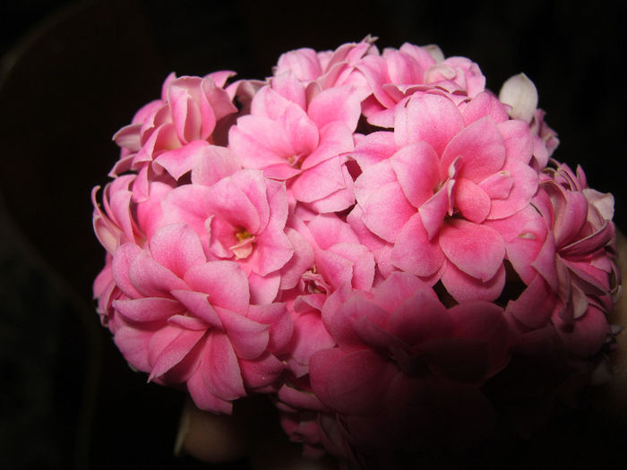 IMG_6274 - KALANCHOE