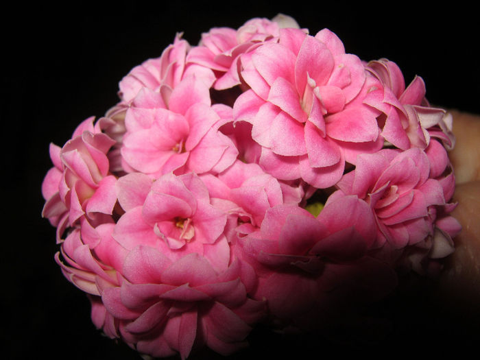 IMG_6276 - KALANCHOE