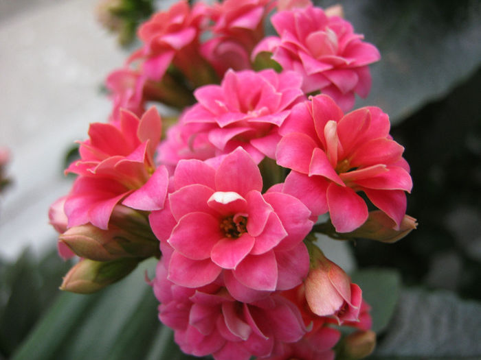 IMG_6308 - KALANCHOE