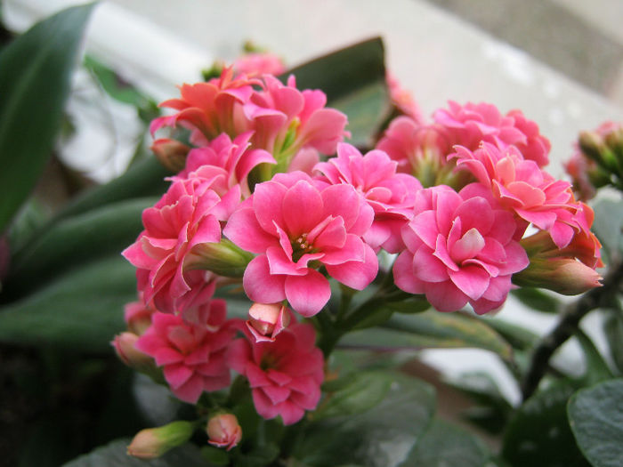 IMG_6584 - KALANCHOE