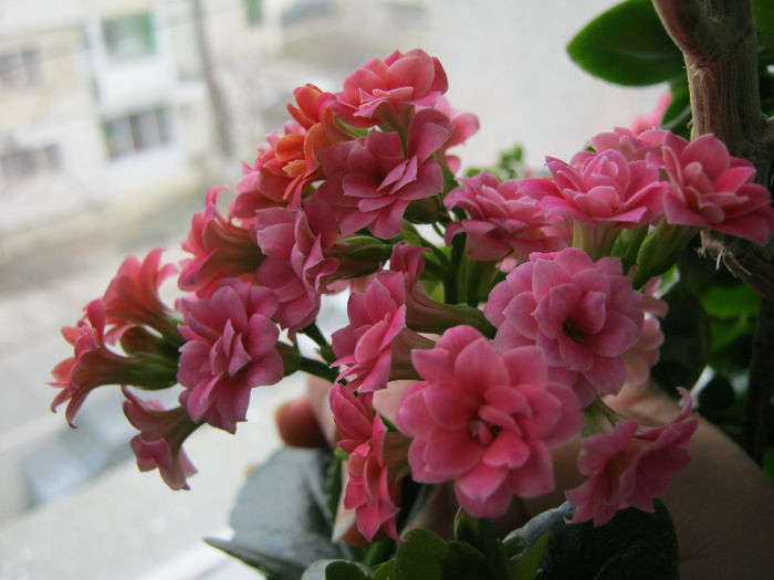 IMG_6585 - KALANCHOE