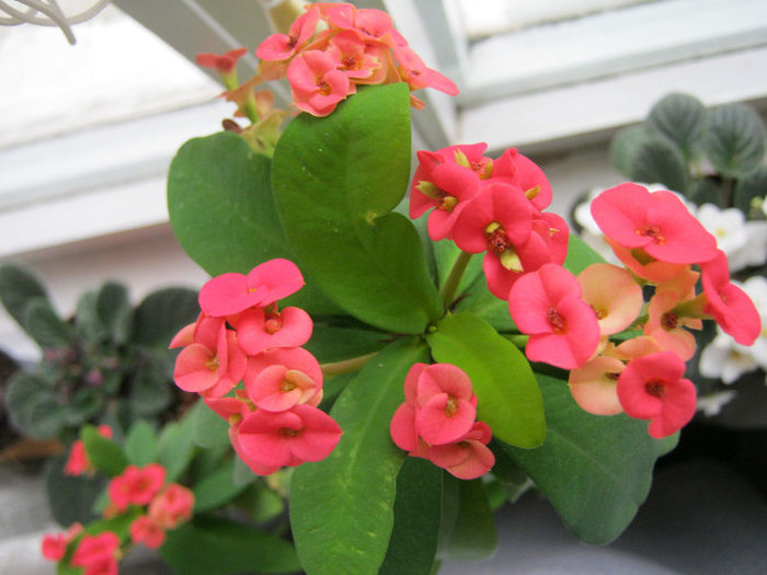 IMG_6013 - Euphorbia milii