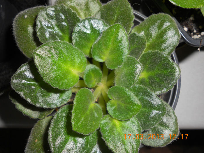 DSCN2818 - Violete 2012-2013-2014-2015