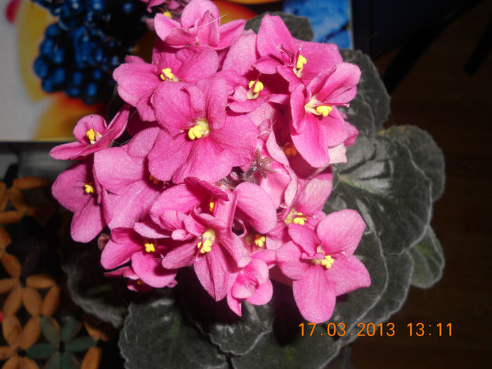 DSCN2819 - Violete 2012-2013-2014-2015