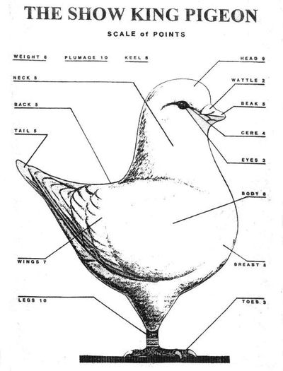 standard2