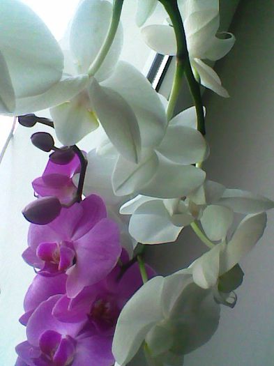 Imag038 - phalaenopsis