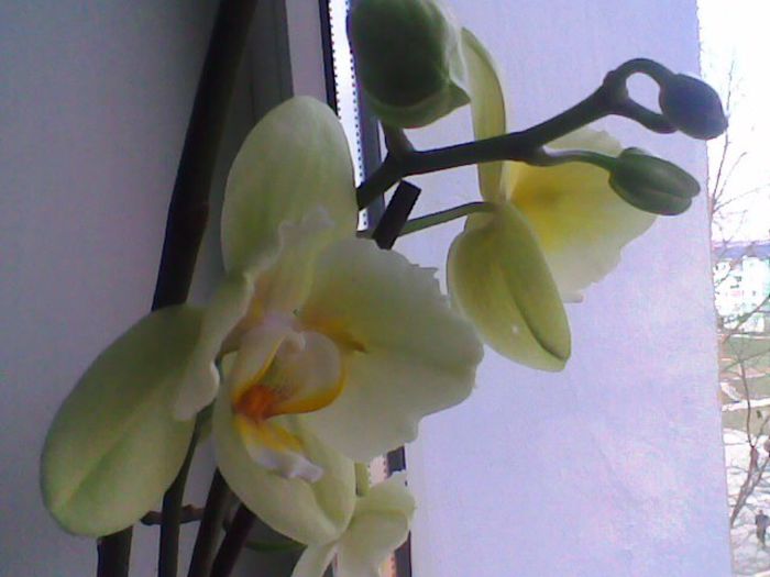 Imag035 - phalaenopsis