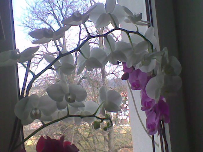 Imag036 - phalaenopsis