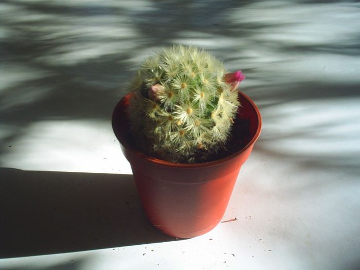 3 - Cactusi