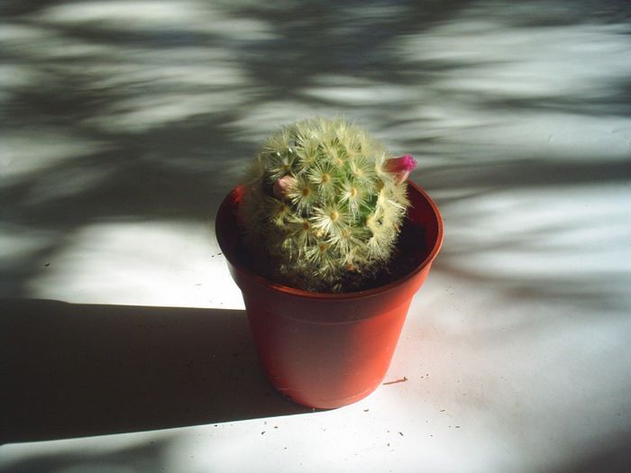 4 - Cactusi