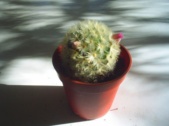 5 - Cactusi