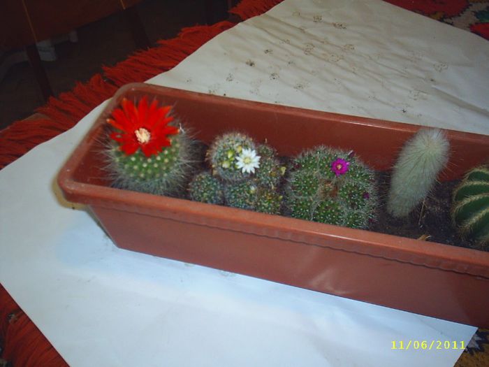 7 - Cactusi