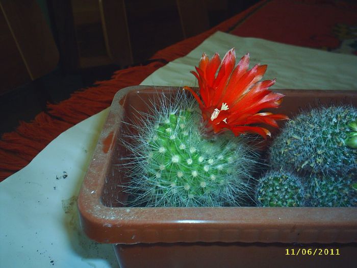 8 - Cactusi