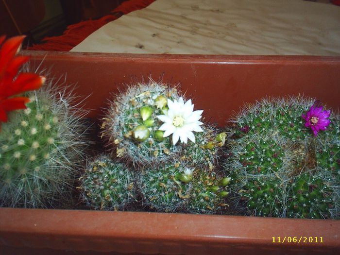 9 - Cactusi