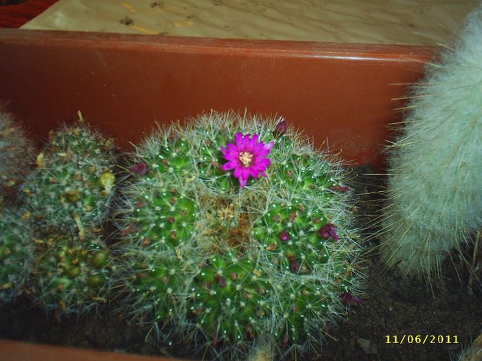 10 - Cactusi