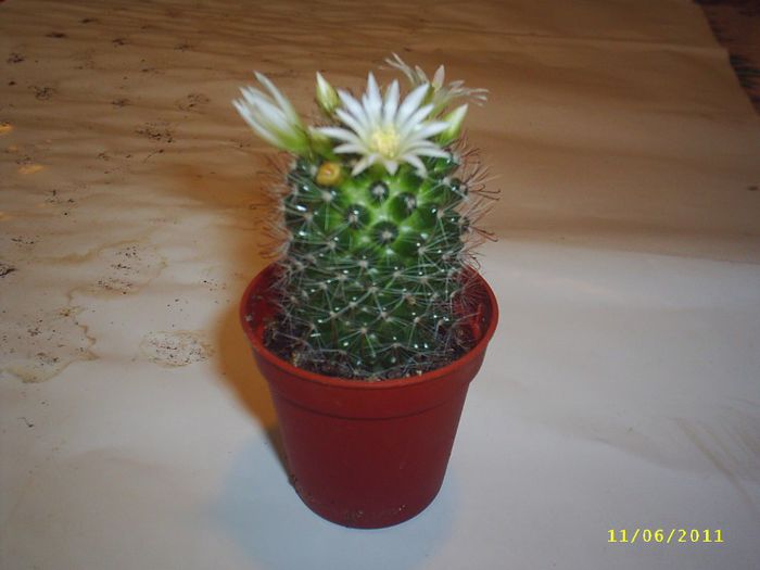 11 - Cactusi